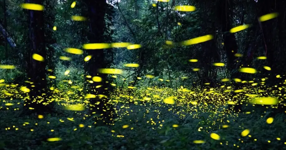 螢火蟲季 螢火蟲季
