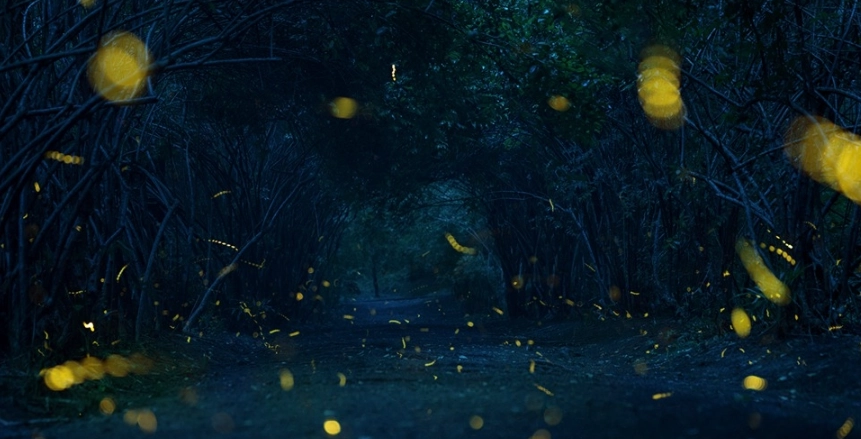 賞螢注意事項 賞螢注意事項