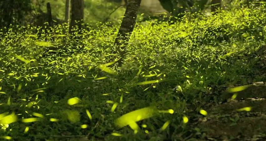 台灣螢火蟲季節