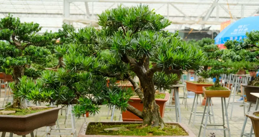 羅漢松養護技巧