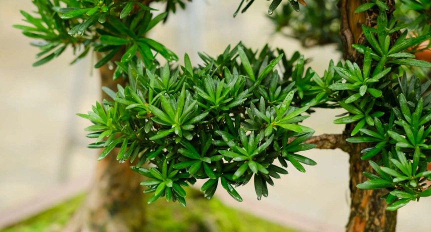 羅漢松養護技巧