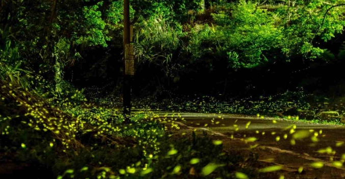 螢火蟲防蚊方法 螢火蟲防蚊方法