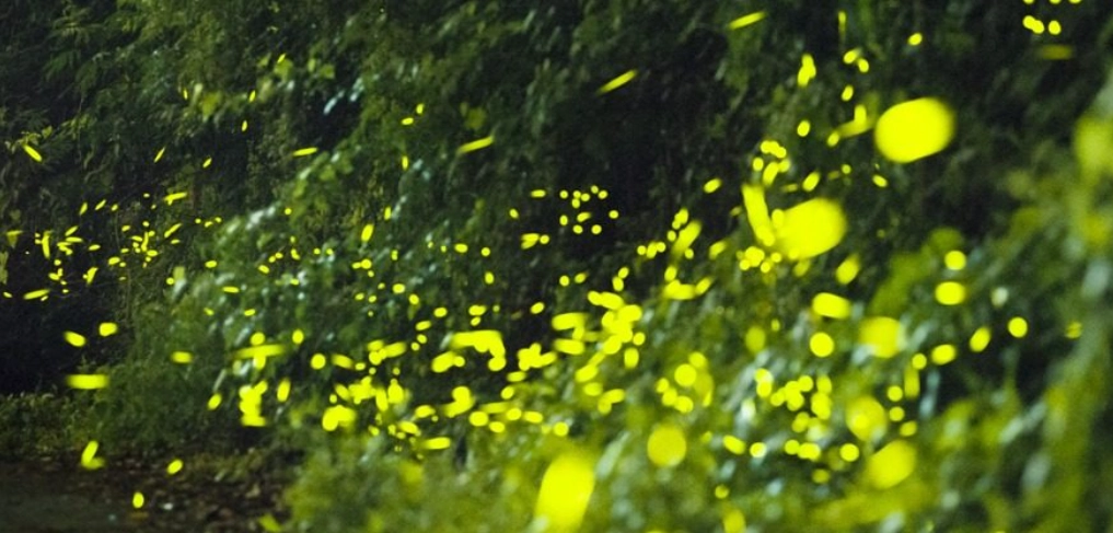 新社螢火蟲觀賞全攻略：地點、時間、攝影技巧一次掌握