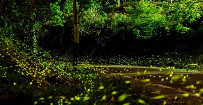 螢火蟲觀賞防蚊 螢火蟲觀賞防蚊