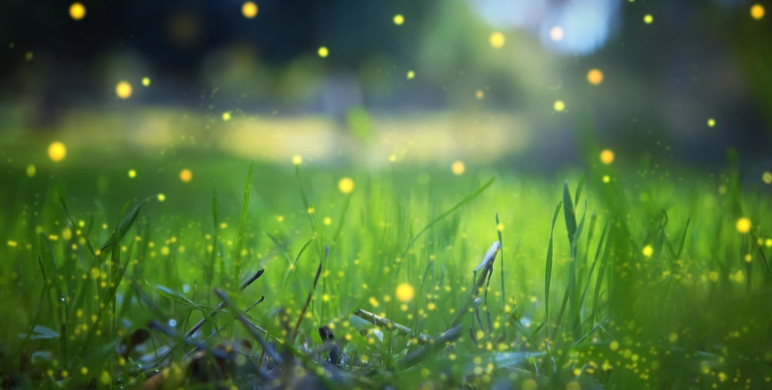 螢火蟲觀賞地點