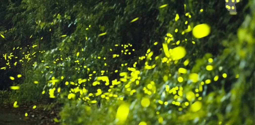 螢火蟲觀賞準備