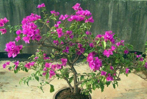 九重葛修剪方法