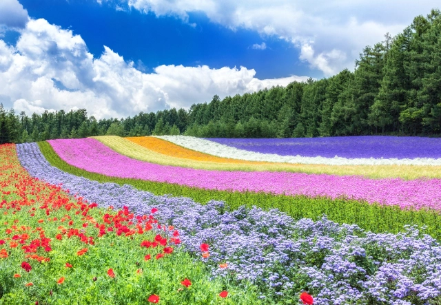 北海道自駕攻略