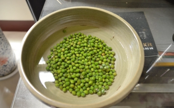 羅漢松種子種植