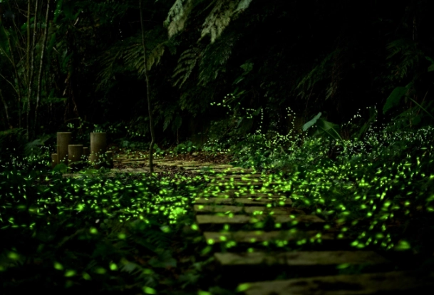 螢火蟲季節 台灣