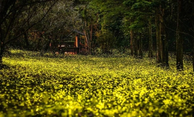 觀賞螢火蟲季節