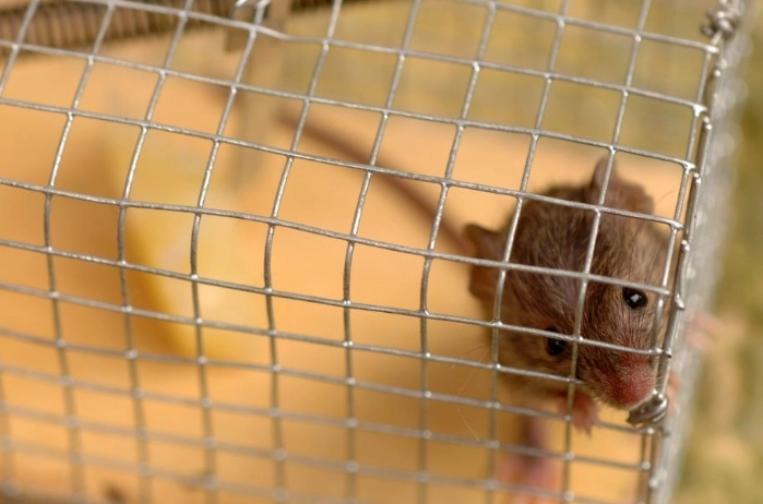 抓老鼠陷阱推薦 抓老鼠陷阱推薦