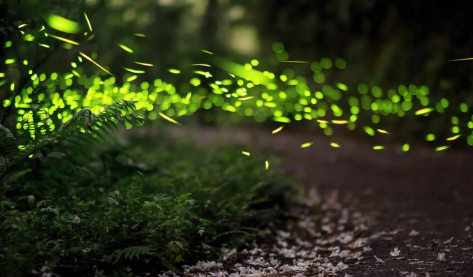 台灣螢火蟲景點