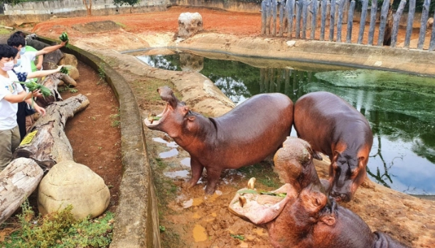 河馬餵食活動
