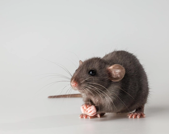 抓老鼠方法 抓老鼠方法