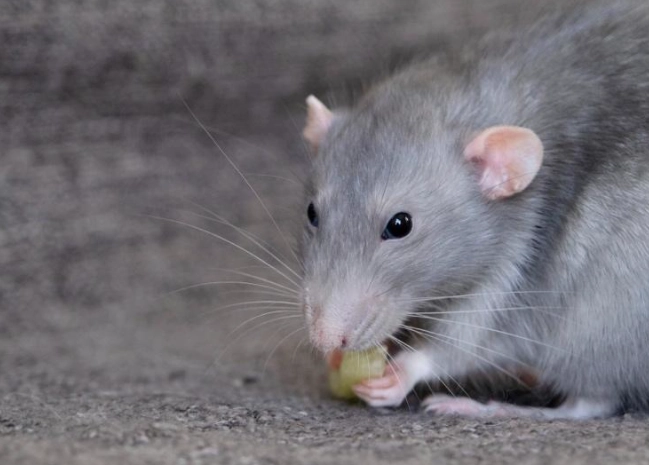 老鼠陷阱設置 老鼠陷阱設置