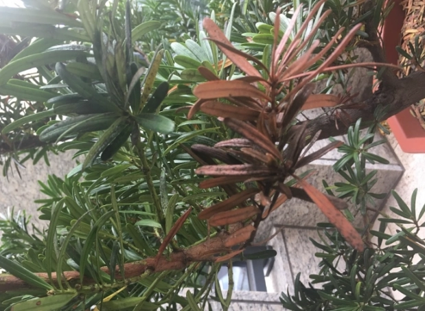 羅漢松葉枯病