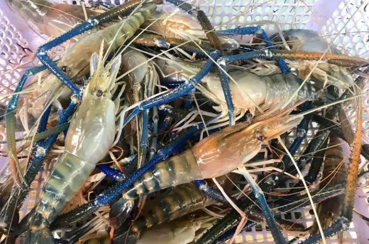 泰國蝦釣法 泰國蝦釣法