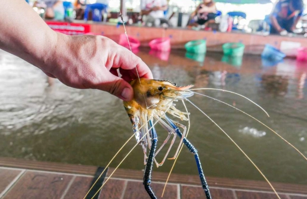 釣蝦技巧