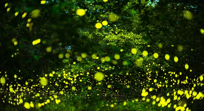 螢火蟲生態導覽