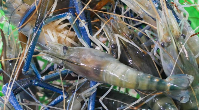 釣蝦教學 釣蝦教學