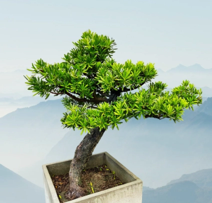 羅漢松分株全攻略：時機、步驟、養護一次搞懂，新手也能成功繁殖