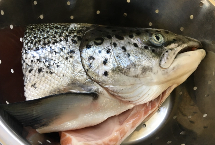 魚放冰箱方法 魚放冰箱方法