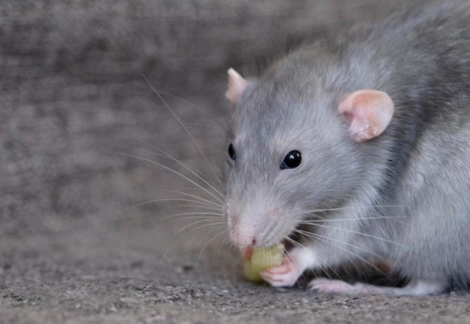 預防老鼠入屋 預防老鼠入屋