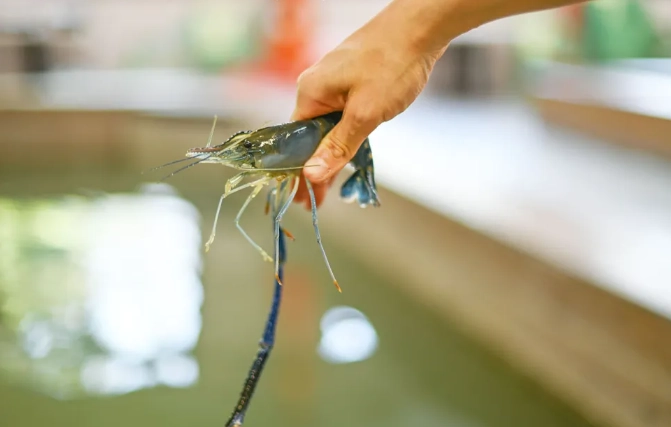 泰國蝦釣法 泰國蝦釣法