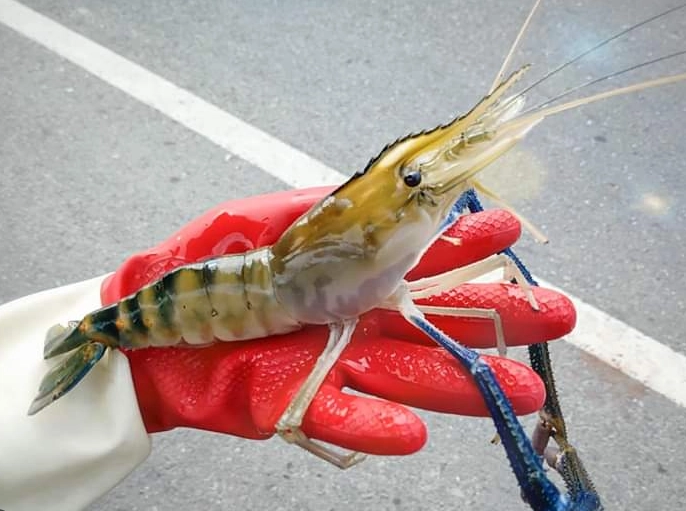 釣蝦教學 釣蝦教學