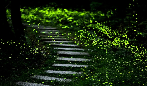 觀賞螢火蟲季節