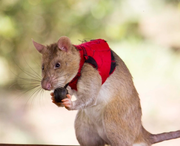 老鼠驅趕方法 老鼠驅趕方法