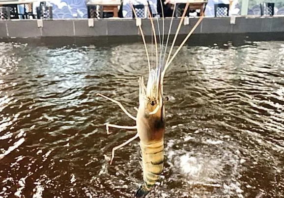 釣蝦教學 釣蝦教學