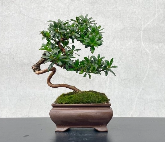 羅漢松盆栽修剪完整指南：時機、步驟與造型技巧解析