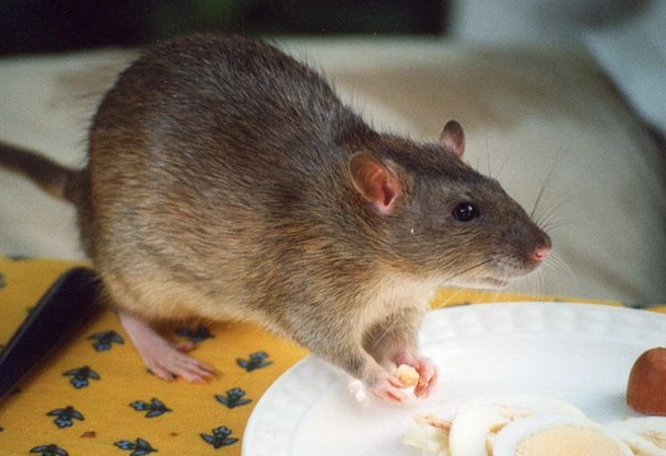 捕鼠器怎麼用 捕鼠器怎麼用