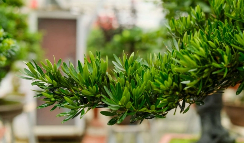 羅漢松修剪方法