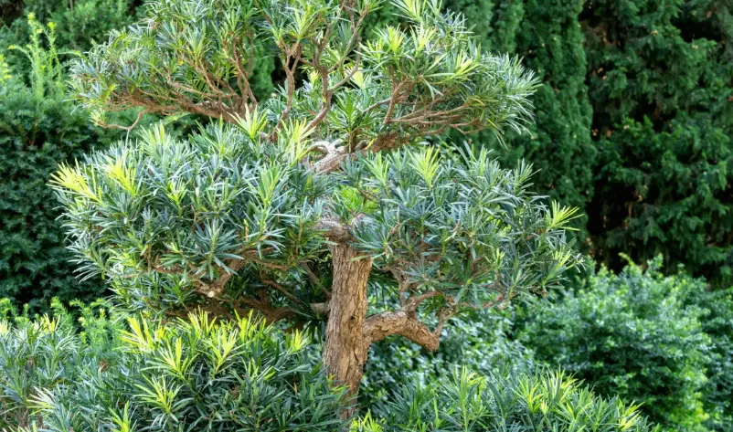 羅漢松修剪方法