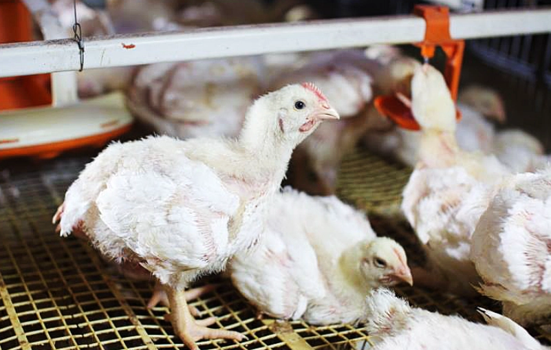 白肉雞 選購技巧