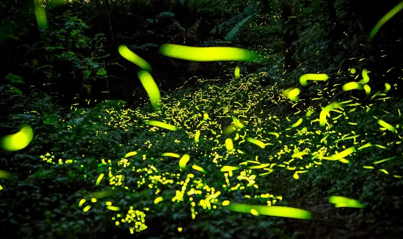 螢火蟲攝影技巧 螢火蟲攝影技巧