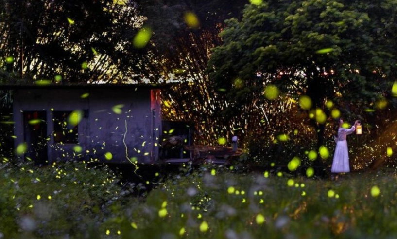 日月潭賞螢地點 日月潭賞螢地點