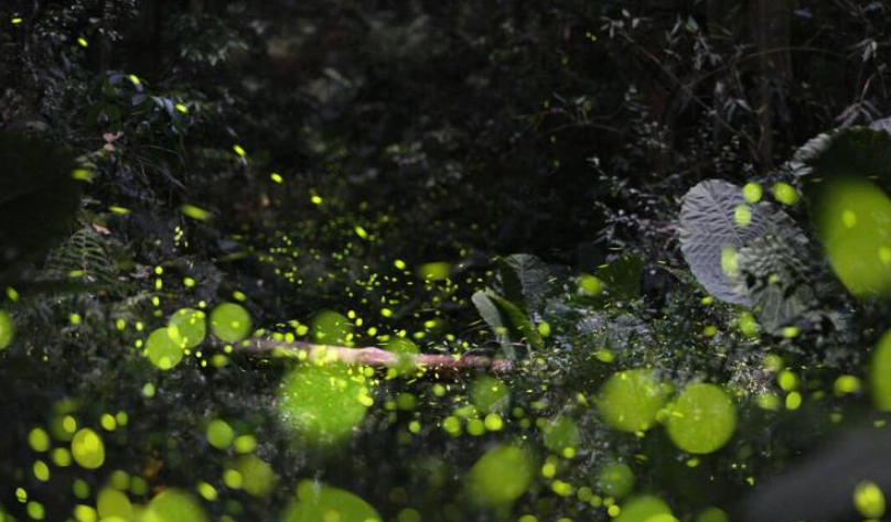 螢火蟲攝影技巧 螢火蟲攝影技巧