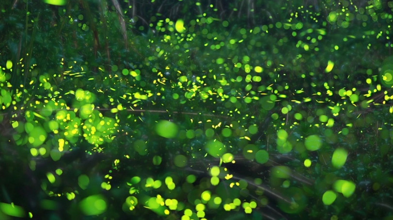 螢火蟲拍攝地點 螢火蟲拍攝地點