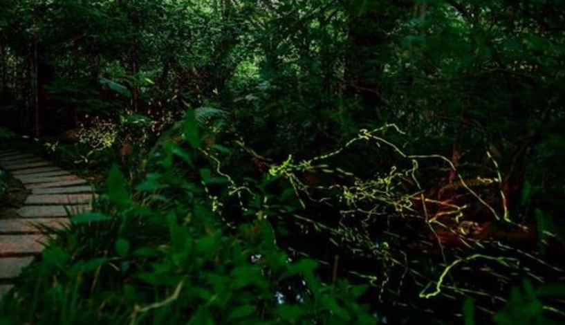 台北螢火蟲 景點