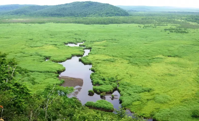 釧路濕原 釧路濕原