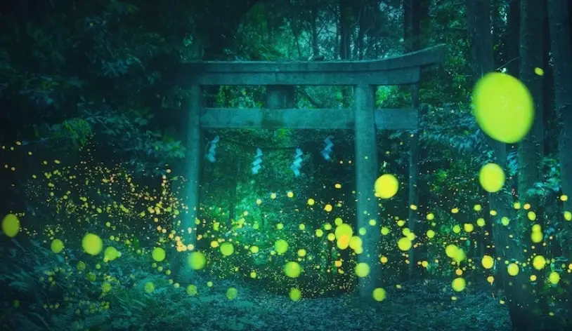 螢火蟲拍攝地點 螢火蟲拍攝地點