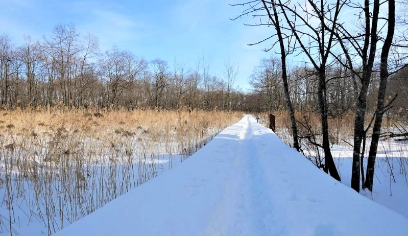 釧路濕原 釧路濕原