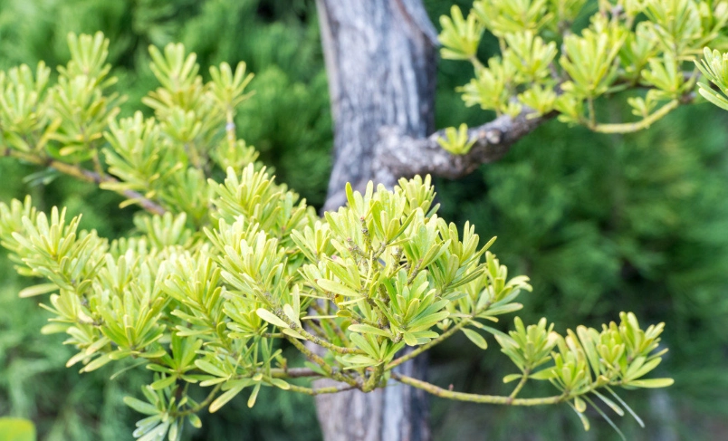 羅漢松修剪方法