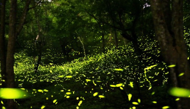 大安森林公園 生態