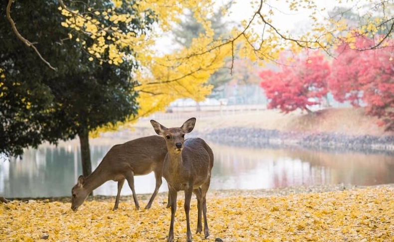 京都大阪奈良必去