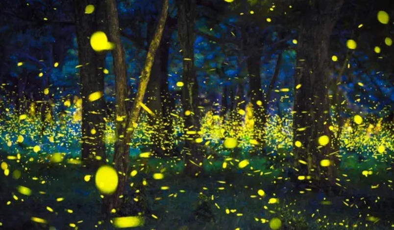 大安森林公園 螢火蟲